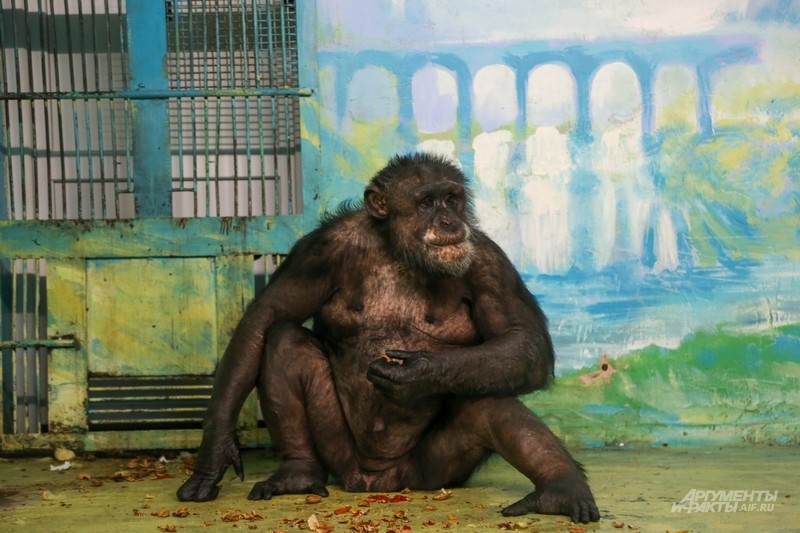 Шимпанзе Джонни. Иногда угощает сотрудников зоопарка бананами