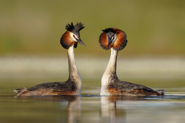 Австралазийская хохлатая поганка.