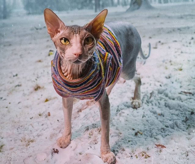 Екатеринбургские фотографы «заражают» любовью к котикам с первого кадра
