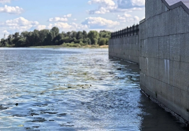 От жары вода зазеленела.