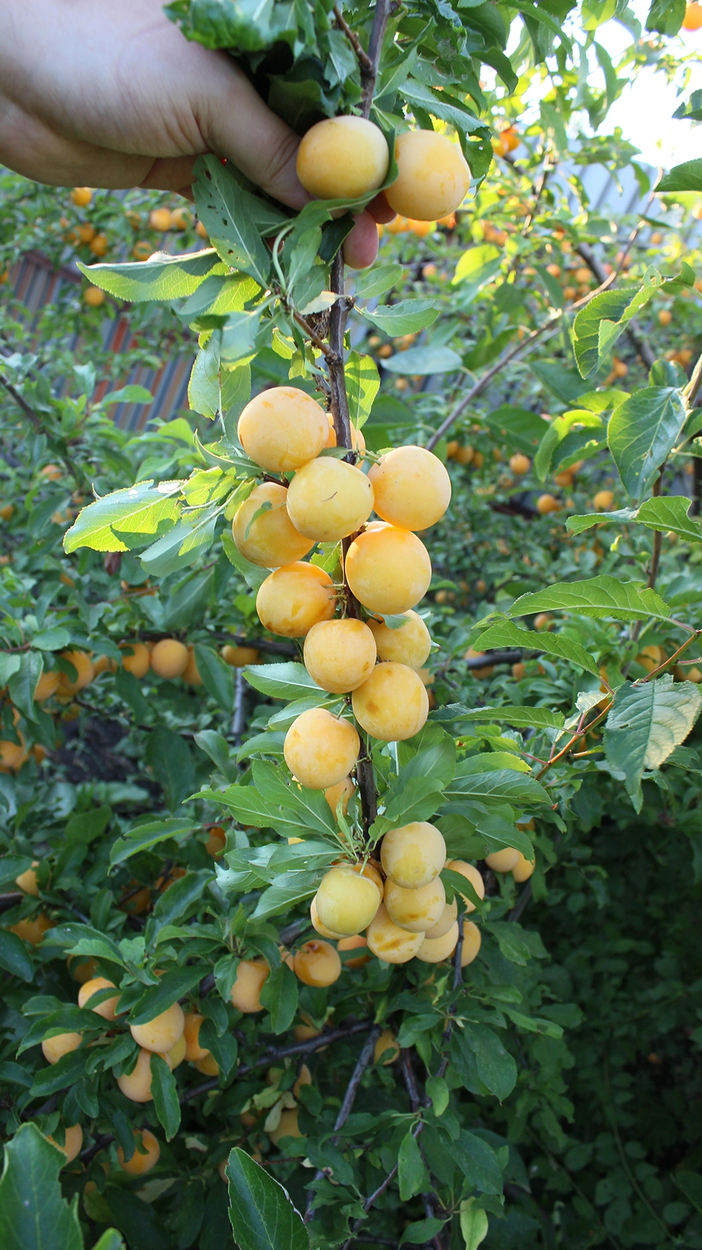 Алыча сорта Гек.