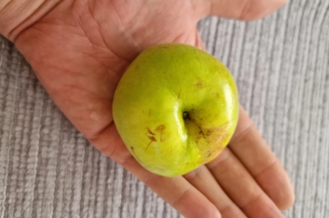 Если соблюдать все правила хранения, яблоки надолго сохранят свою свежесть.