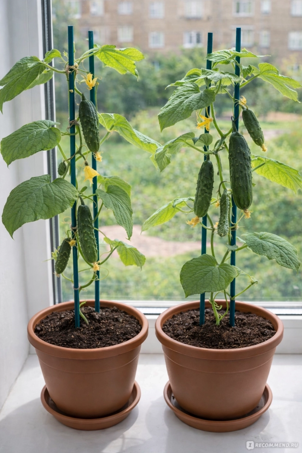 Выращивать огурцы на подоконнике не так сложно.