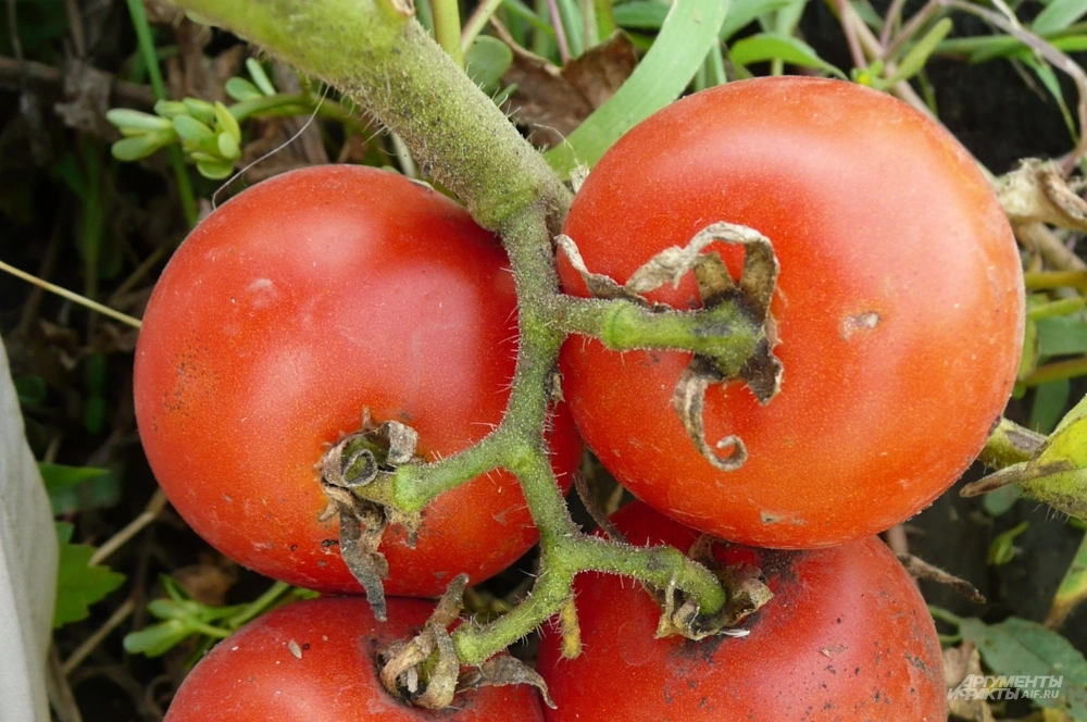 Яблонька России.