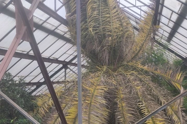 Листьям некуда раскрываться.