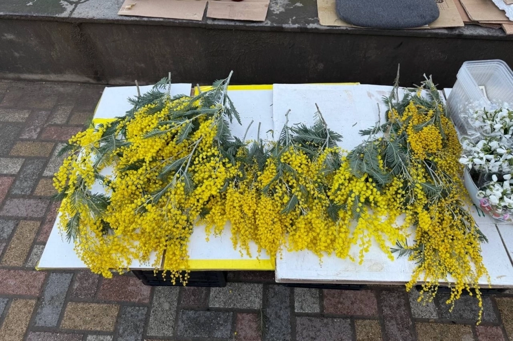 Самая маленькая ветка мимозы стоит 50 рублей.