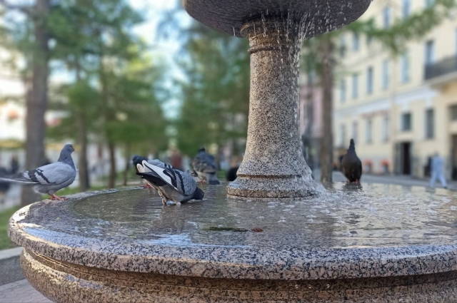 В городе воды хватает и птицам, а вот в селе не всегда вдосталь - дорогая.