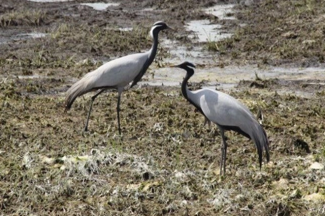 Журавли на Спаса начинают собираться в стаи.  