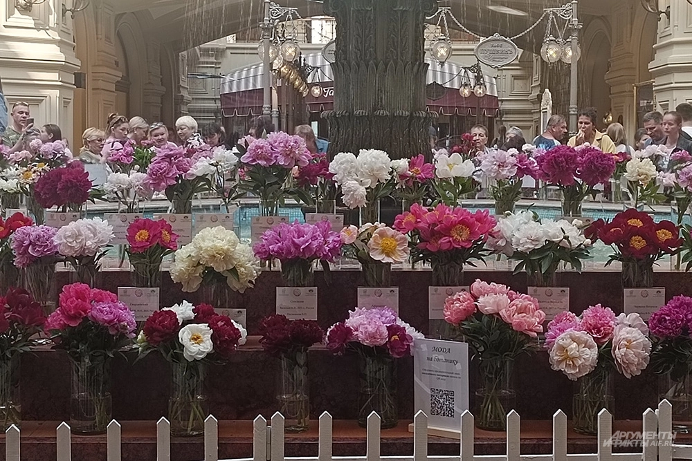 Первая выставка пионов на Красной площади в ГУМе.