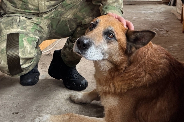 Напуганную собаку накормили и вернули хозяевам.