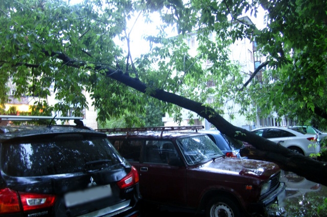 А это пример из Тюмени, дерево вот-вот упадет на машины.