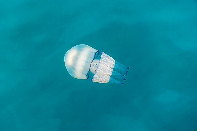 Назовите опасную медузу черного моря оставляющую на коже ожоги