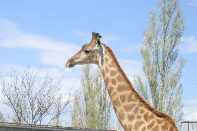 Гостям парка интересно и жирафов увидеть, и на енотов посмотреть. 