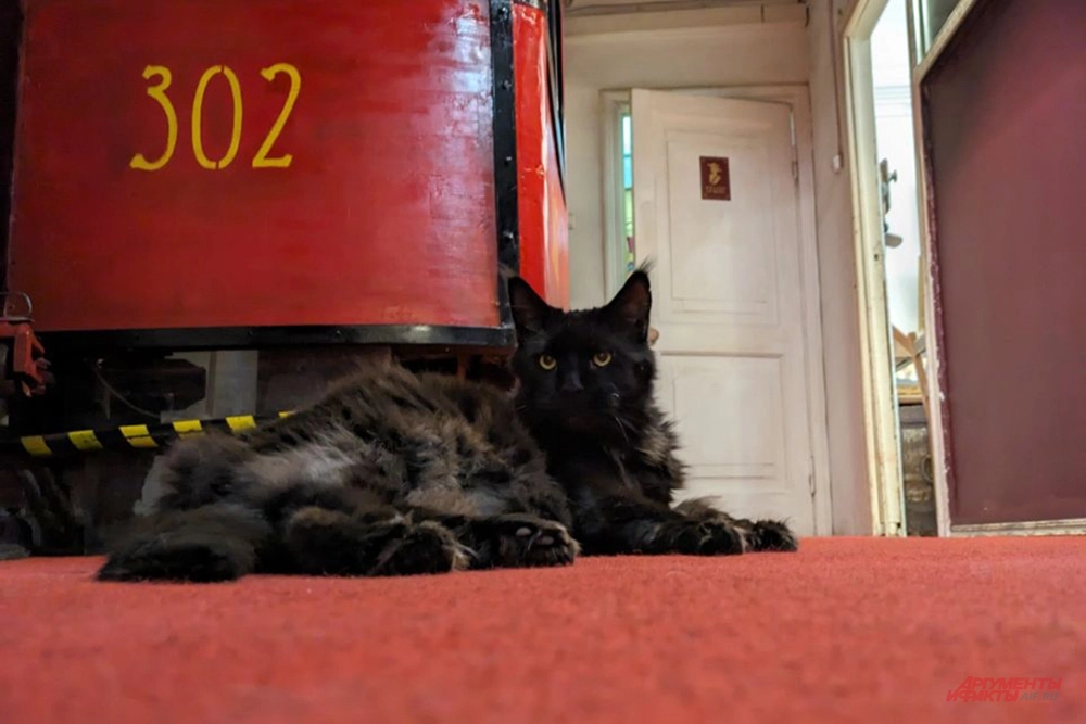 кот Бегемот в музее-театре «Булгаковский дом».