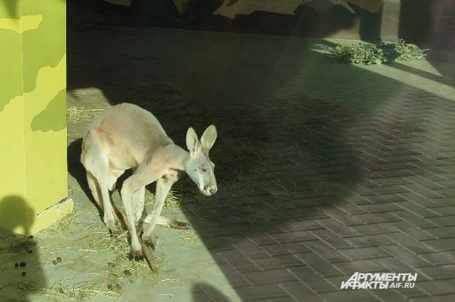 Кенгуру спокойно занимаются своими делами и не тревожатся из-за посетителей. 