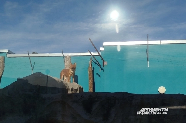 Дозорный у красных волков. 