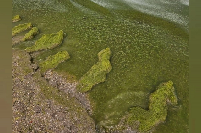 Водоросли поднимаются на поверхность воды из-за тепла.