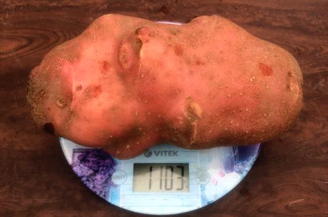 Эта картошка тоже стремится побить рекорды.