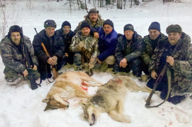 Регулирование численности волков – насущная необходимость. Занимаются этим самые опытные охотники.