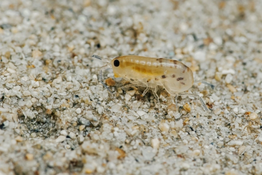 Песчаные блохи — это мелкие кровососущие паразиты, которые внешне напоминают рачков длиной до 2 мм, с полупрозрачным телом и крепким панцирем.