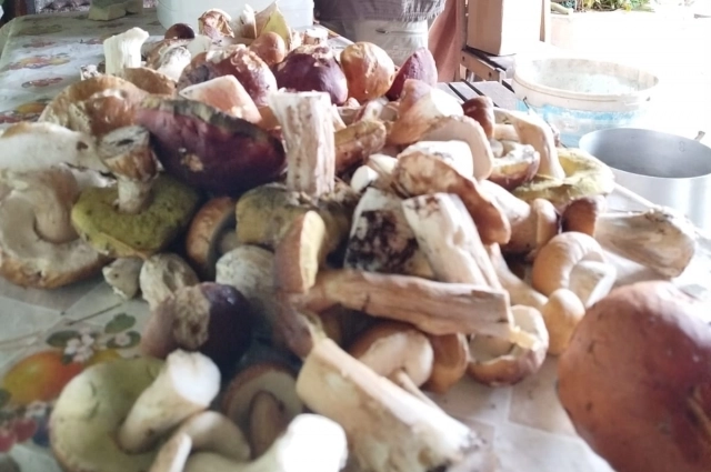 Тверская область славится грибными местами.