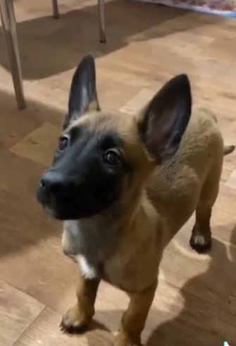 Собаке было шесть лет.