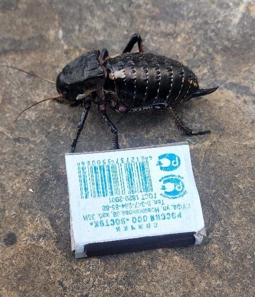 Так выглядит кузнечик толстун.