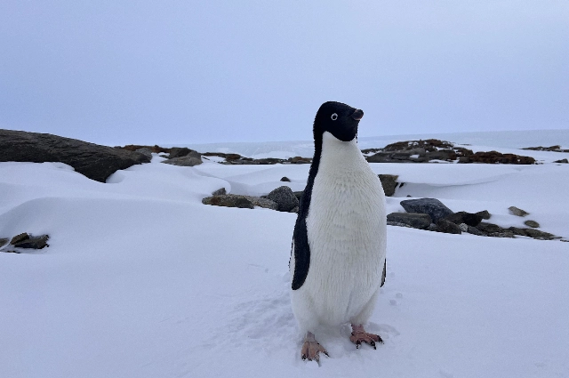 Антарктида, МТС