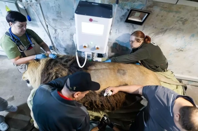 Ветеринары внимательно обследовали животное