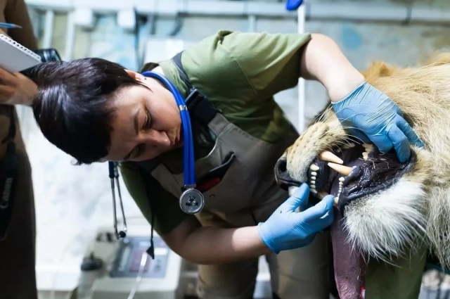 Для работы со львами требуются профессиональные навыки