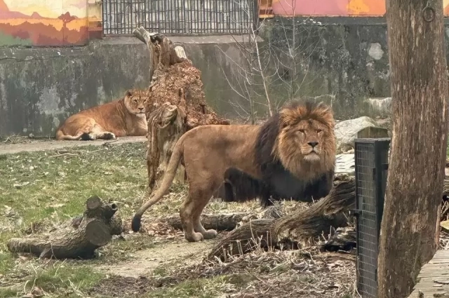 Тигран и Лея теперь живут вместе