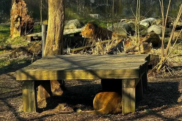 В Калининграде льва Тиграна ждала новая жизнь