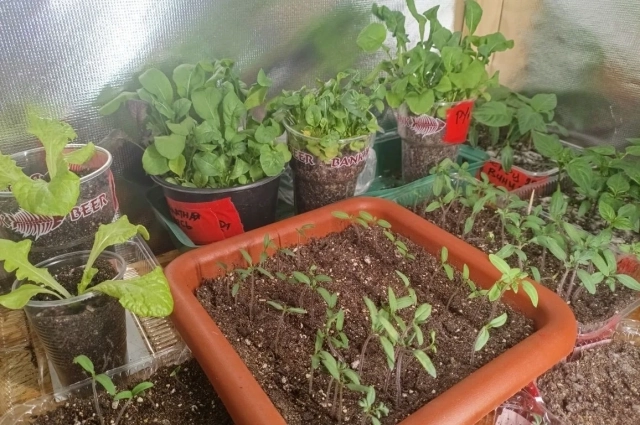 Считается, что рассада будет хилой, если ей заниматься в Страстную пятницу.