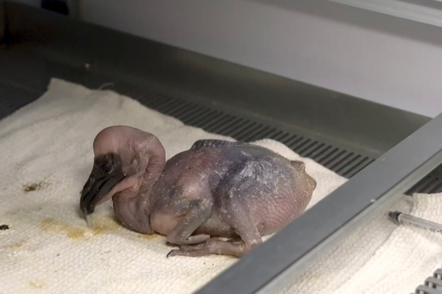 Новорожденный пеликан.
