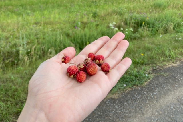 Ароматная ягода вдоль Сыропятского тракта.