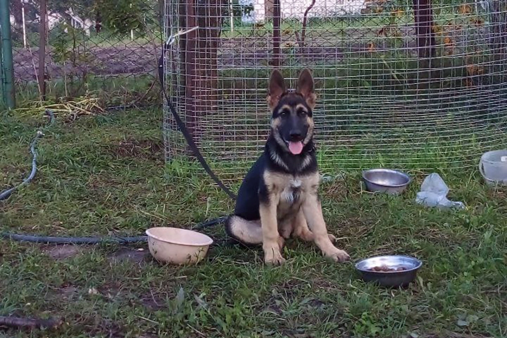 Джесси, собака супругов