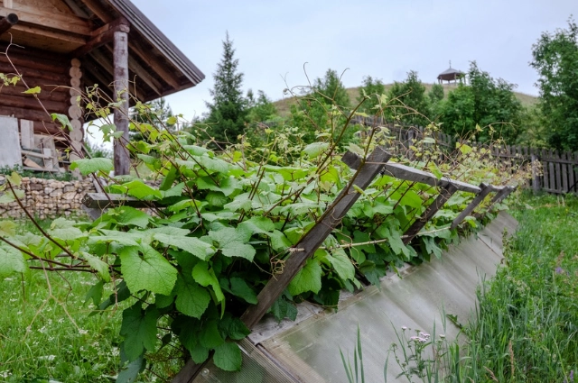 Село родное. Как в Чусовом сохраняют историю и пишут новые её страницы