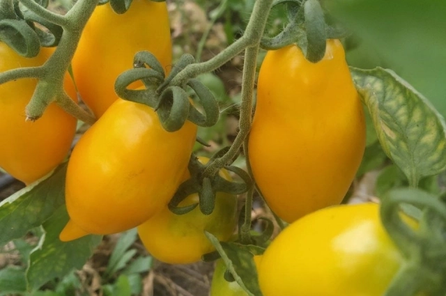 Томат Цыпочка.