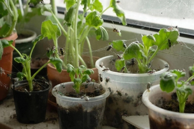 Избавиться от вредителей бывает не просто.