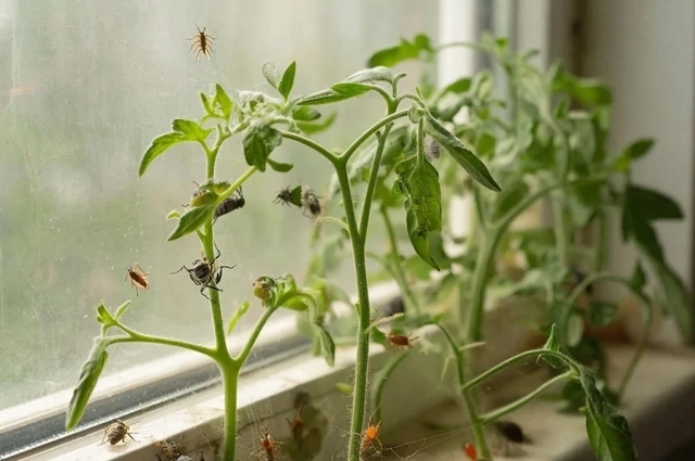 В борьбе с вредителями все средства хороши.