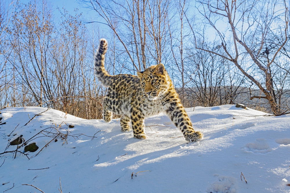 Дальневосточный леопард.