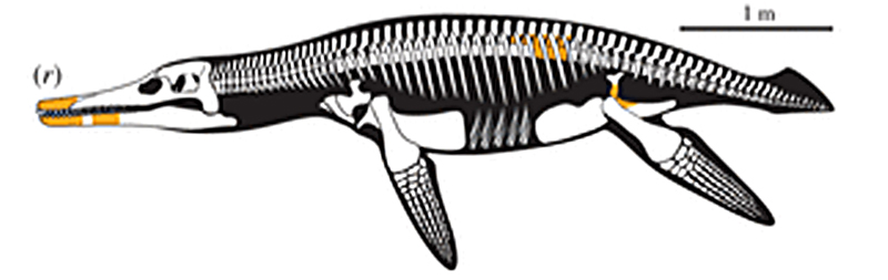 плиозавр