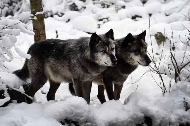 Зачастую потерявшие подругу волки больше не создают пар.