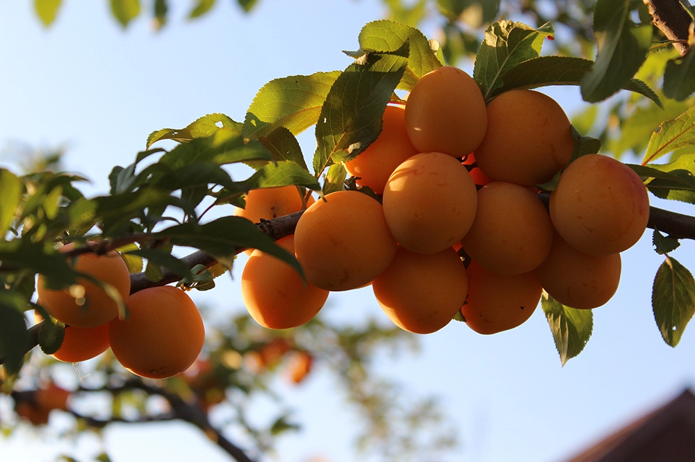 Алыча сорта Гек.