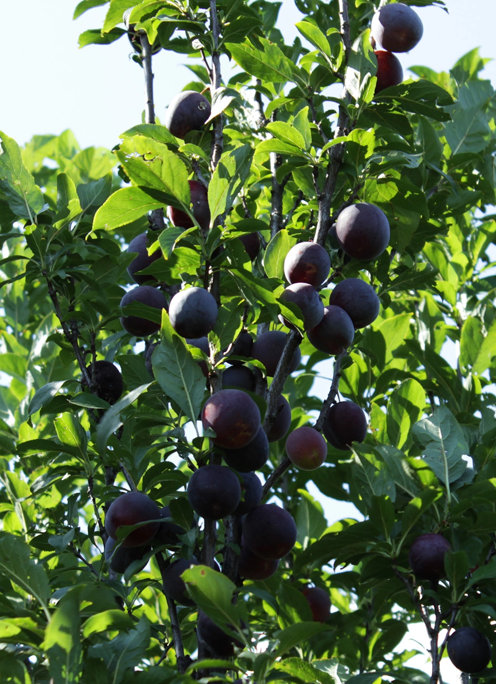 Алыча сорта Колонновидная.