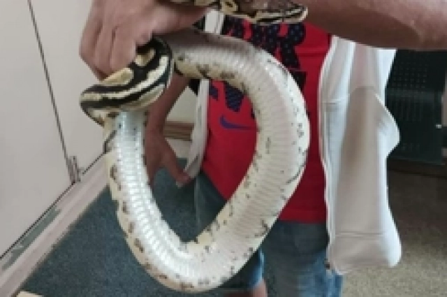 Удав — находка судебных приставов на Камчатке.