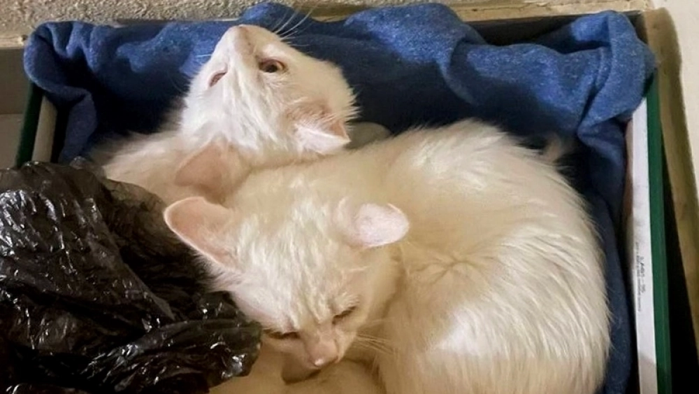 Волонтёры рассказывают, что ангорских кошек в квартире было около пятидесяти.