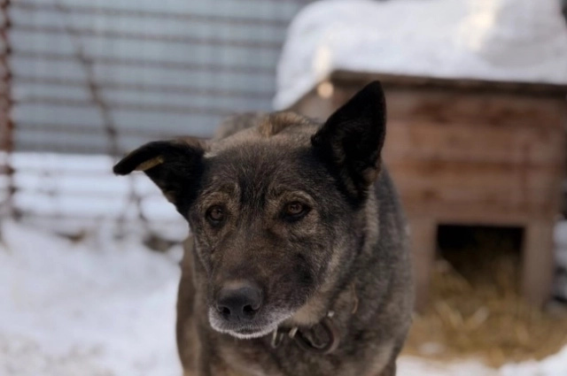 Сейчас Боня живет в приюте и учится снова доверять людям.