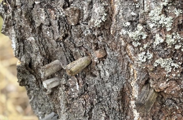 Кажется, эта береза повидала многое...
