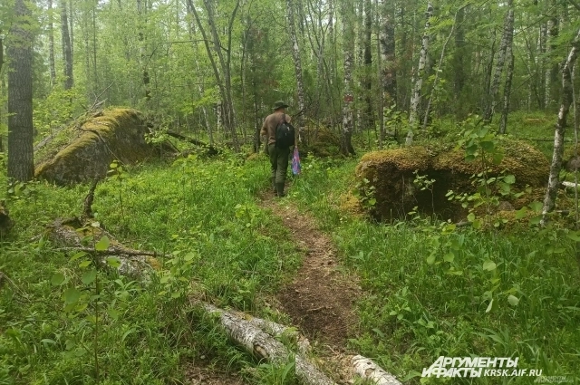 Все эти камни - начало курумника.